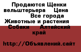 Продаются Щенки вельштерьера  › Цена ­ 27 000 - Все города Животные и растения » Собаки   . Алтайский край